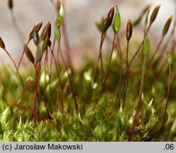 Pylaisia polyantha (korowiec wielozarodnikowy)