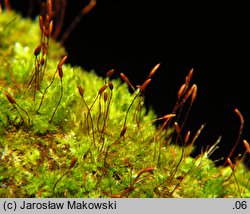 Pylaisia polyantha (korowiec wielozarodnikowy)