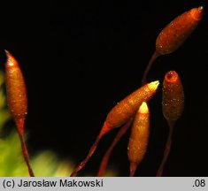 Pylaisia polyantha (korowiec wielozarodnikowy)