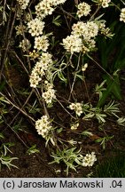 Pyrus salicifolia (grusza wierzbolistna)