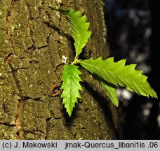 Quercus libani (dąb libański)