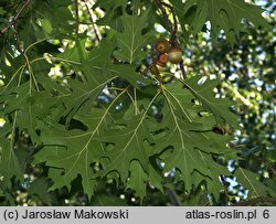 Quercus rubra (dąb czerwony)