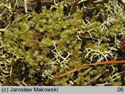 Niphotrichum canescens (szroniak siwy)