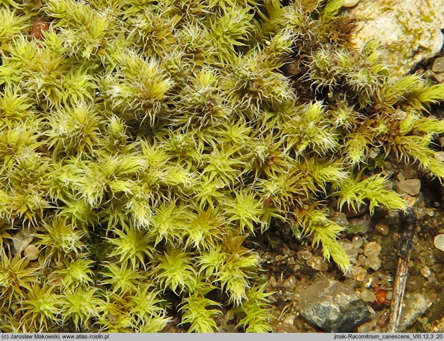 Niphotrichum canescens (szroniak siwy)