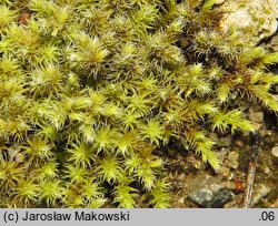 Niphotrichum canescens (szroniak siwy)