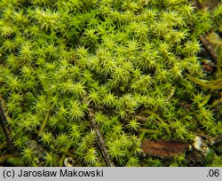 Niphotrichum canescens (szroniak siwy)