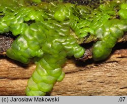 Radula complanata (usznica spłaszczona)