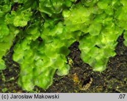 Radula complanata (usznica spłaszczona)