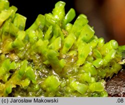 Radula complanata (usznica spłaszczona)
