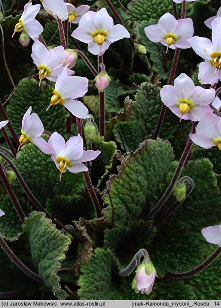 Ramonda myconi Rosea