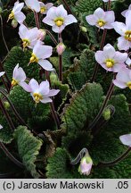 Ramonda myconi Rosea