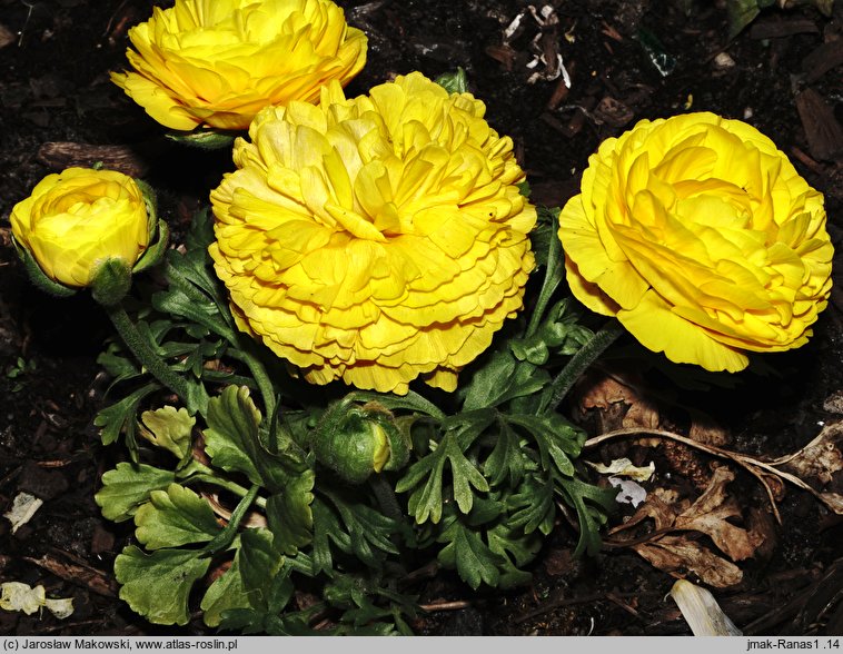 Ranunculus asiaticus (jaskier azjatycki)