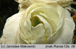 Ranunculus asiaticus (jaskier azjatycki)