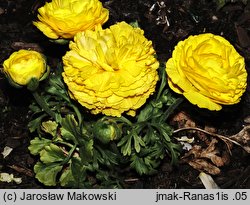 Ranunculus asiaticus (jaskier azjatycki)