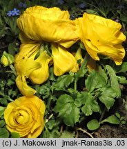 Ranunculus asiaticus (jaskier azjatycki)