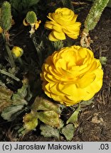 Ranunculus asiaticus (jaskier azjatycki)