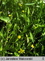 Ranunculus flammula (jaskier płomiennik)