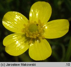 Ranunculus flammula (jaskier płomiennik)