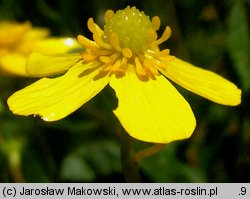 Ranunculus flammula (jaskier płomiennik)