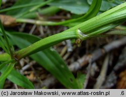 Ranunculus flammula (jaskier płomiennik)