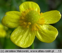 Ranunculus flammula (jaskier płomiennik)