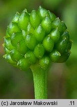 Ranunculus flammula (jaskier płomiennik)