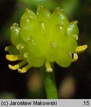 Ranunculus flammula (jaskier płomiennik)