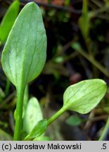 Ranunculus flammula (jaskier płomiennik)