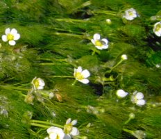 Ranunculus trichophyllus (jaskier skąpopręcikowy)