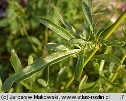 Reseda lutea