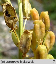 Reseda lutea