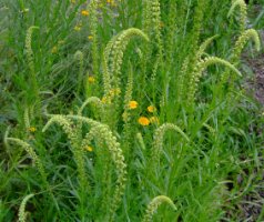 Reseda luteola