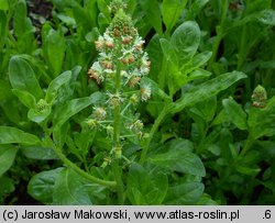 Reseda odorata (rezeda wonna)