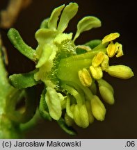 Reseda lutea (rezeda żółta)