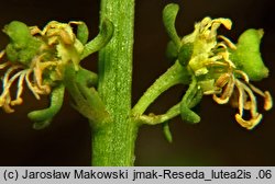 Reseda lutea (rezeda żółta)