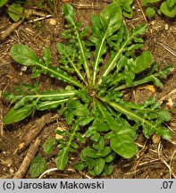 Reseda lutea (rezeda żółta)