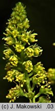 Reseda luteola (rezeda żółtawa)