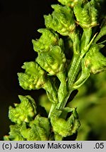 Reseda luteola (rezeda żółtawa)