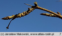 Rhamnus catharticus