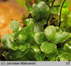 Rhizomnium punctatum (merzyk kropkowany)