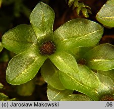 Rhizomnium punctatum (merzyk kropkowany)