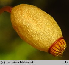 Rhizomnium punctatum (merzyk kropkowany)