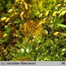 Rhizomnium punctatum (merzyk kropkowany)