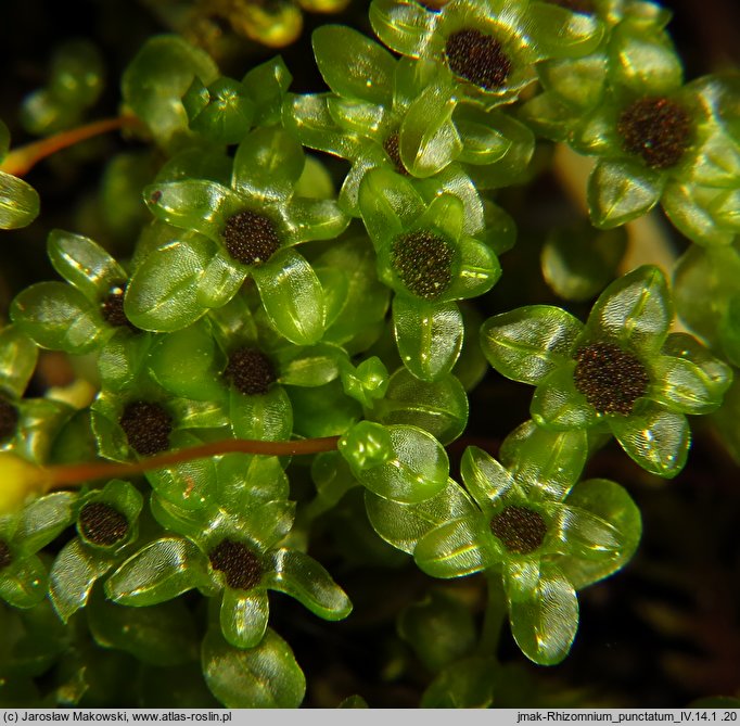 Rhizomnium punctatum (merzyk kropkowany)