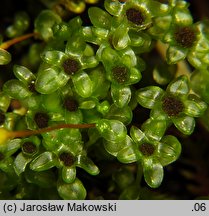 Rhizomnium punctatum (merzyk kropkowany)