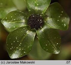 Rhizomnium punctatum (merzyk kropkowany)