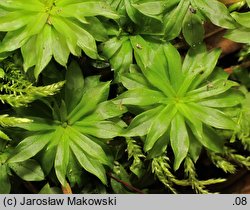 Rhodobryum ontariense (różyczkoprątnik kanadyjski)