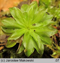 Rhodobryum ontariense (różyczkoprątnik kanadyjski)