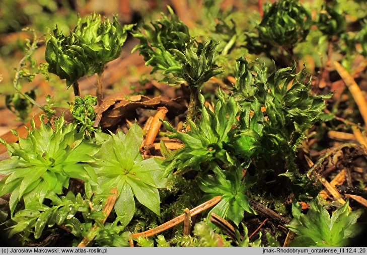 Rhodobryum ontariense (różyczkoprątnik kanadyjski)