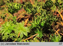 Rhodobryum ontariense (różyczkoprątnik kanadyjski)